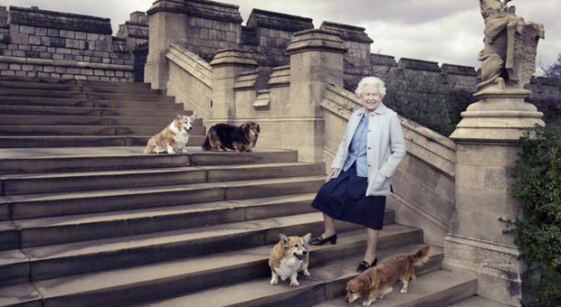 Regina Elisabetta, dopo la morte ecco a chi andranno i cani e i cavalli della sovrana