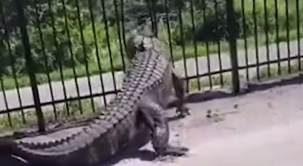 Gator forces golf club bars and “finishes” on bike path: shock video