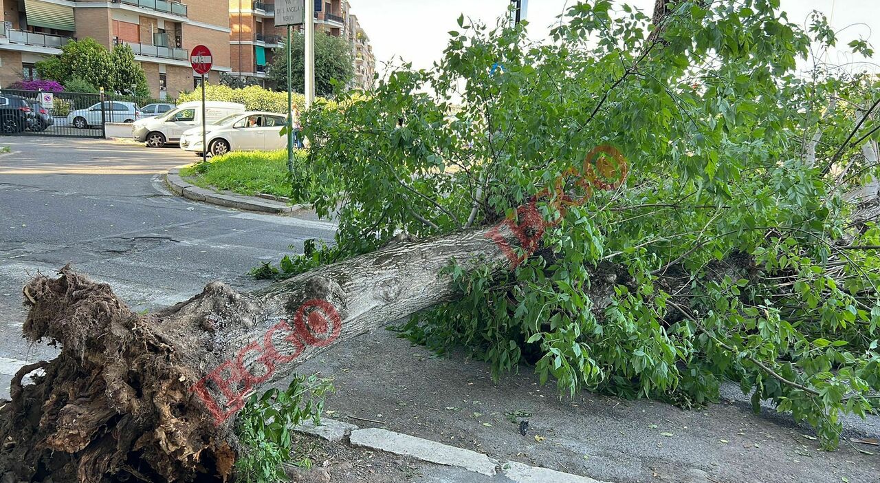 Roma, albero crolla in strada: «Un boato e me lo sono trovato davanti. Mi si è fermato il cuore»