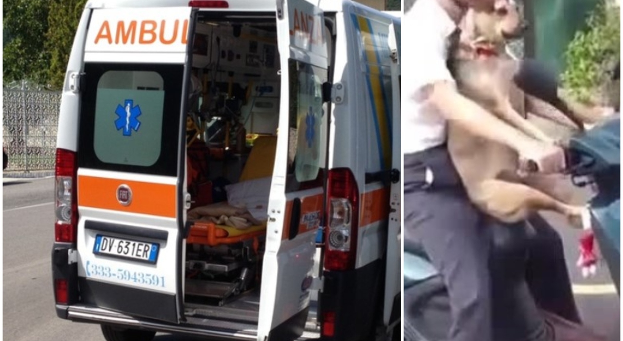 Napoli, viaggiava in scooter col suo cane: scontro fatale con un'auto, morti entrambi