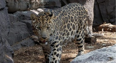 Bambino di otto anni ucciso da un leopardo selvaggio fuori casa