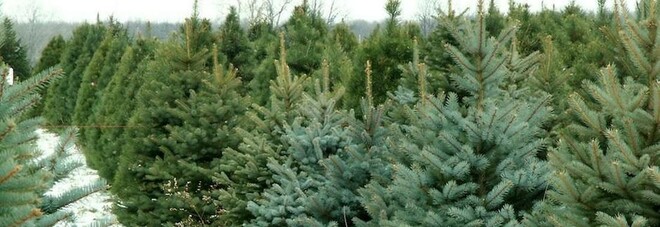 Grinch ruba 60 alberi di Natale in vendita per beneficenza