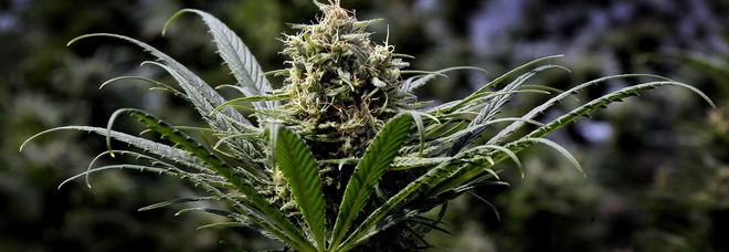 Cannabis, dal M5S tre proposte per la legalizzazione. Ma nel governo è scontro: «Non è nel programma»