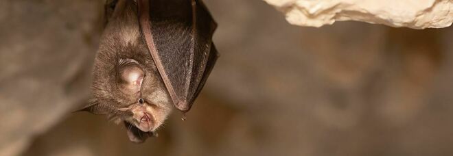 Pipistrelli trasportavano patogeno "quasi identico" al virus già nel 2010 in Cambogia
