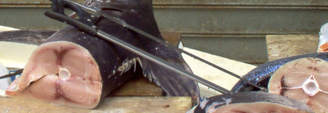 Il pesce spada contiene troppo mercurio: il Ministero lo toglie dal mercato. Ecco il lotto e la marca