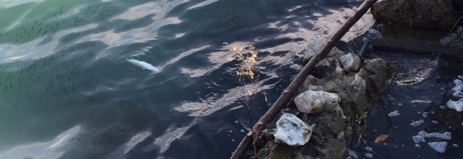 Emissioni vulcaniche in corso, moria di pesci nel lago d'Averno. Era la porta agli Inferi dei romani