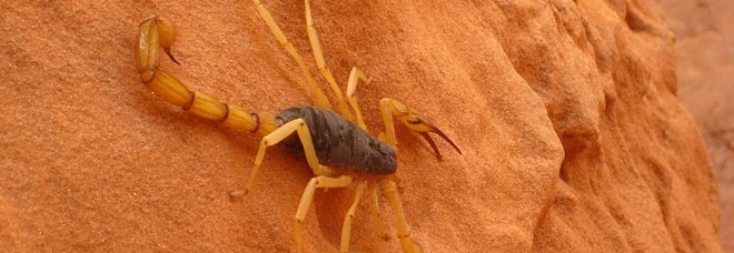 Il cambiamento climatico scatena gli scorpioni: morse 500 persone. Scoppia il panico, ecco dove