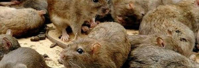 Senza cibo per il lockdown, i ratti diventano cannibali: «Saranno più intelligenti e aggressivi»