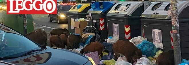 Roma, venti cinghiali assediano l'uscita del Gemelli: «Rovistavano tra i rifiuti». Passanti sconvolti LA FOTO