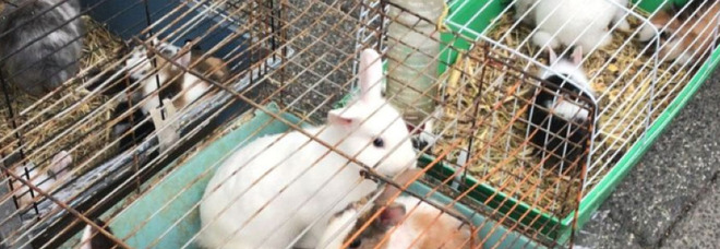 Fiumicino, Roberto Severini: «Conigli stipati nelle gabbie»