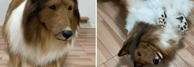 «Voglio diventare un cane»: spende 15mila euro per diventare un Collie