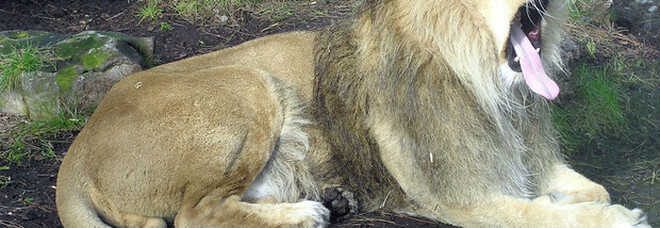 India, otto leoni in uno zoo scoperti positivi al Covid dopo la morte misteriosa di una leonessa