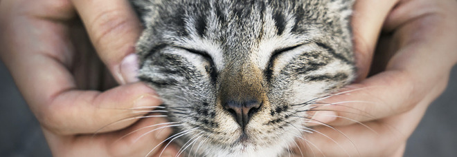 Senzatetto vive con 47 gatti in auto: «Voleva proteggerli dal caldo record». Salvati, ora stanno bene