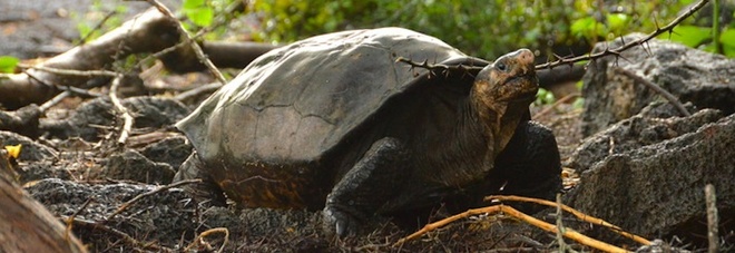 Vive alle Galapagos Fernanda, la tartaruga gigante che si pensava estinta da un secolo