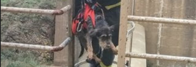 Cane intrappolato nella diga Rosamarina (Palermo): salvato dai vigili del fuoco