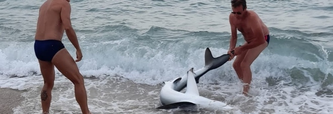 Squalo tirato fuori dal mare per scattare selfie e foto: il video dalla spiaggia in Sardegna fa infuriare gli animalisti
