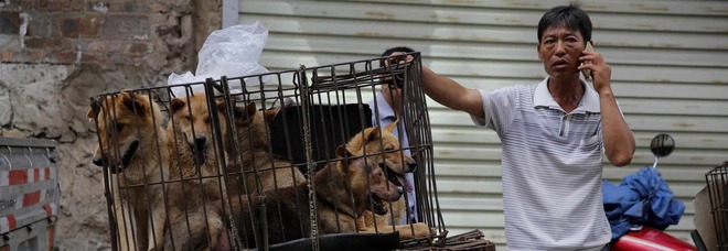 Festival della carne di cane di Yulin, il massacro continua: 386 animali salvati, ma ne saranno macellati migliaia