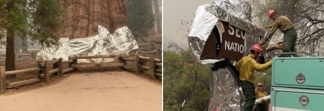 Incendi in California, paura per le sequoie: l'albero più grande al mondo avvolto con una coperta anti-fiamme