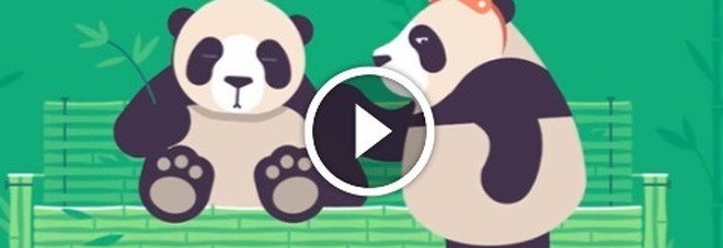 Panda porno