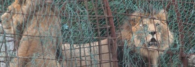 Variante Delta, 11 leoni positivi nello zoo di Denver: «Tosse e starnuti, non erano vaccinati»