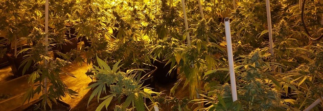 Roma, si improvvisa coltivatore di marijuana: sequestrate 15 mila dosi e 263 piante in una serra