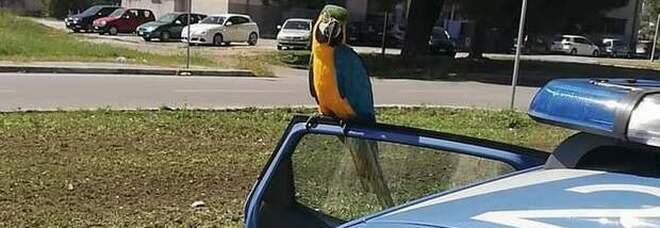 La "fuga" del pappagallo Pedro finisce sulla Volante: ... si consegna alla polizia