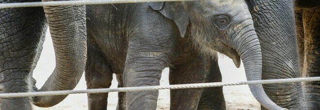 Elefantesse nate senza zanne per sopravvivere ai bracconieri: la mutazione genetica salva la specie