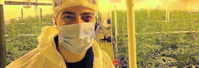 Diventa ricco coltivando cannabis, ma è tutto legale: la singolare storia di Marco