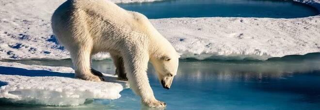 Allarme clima: «Gli orsi polari costretti a lasciare l'Alaska e vanno in Russia»