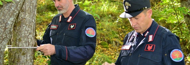 Carabinieri Forestali contro il taglio abusivo dei boschi. Durante il lockdown effettuati 7.000 controlli nelle aree verdi.