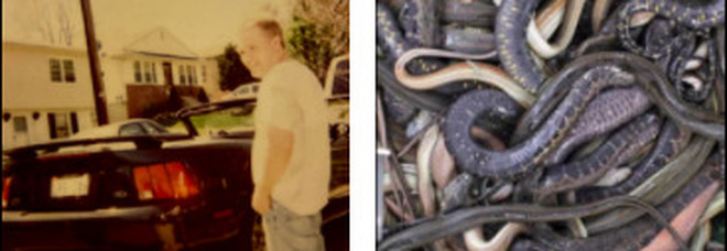 Trovato morto in casa: era circondato da 124 serpenti, c'erano anche pitoni e mamba neri