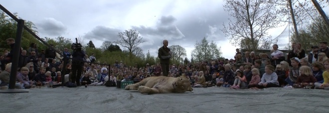 Choc allo zoo in Danimarca: la leonessa Zola sezionata di fronte a visitatori e bambini