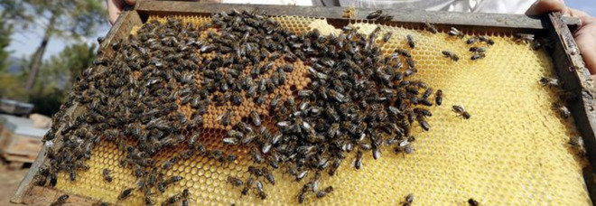 Cade sulle arnie delle api e viene attaccato: muore apicoltore. Ferito anche un vigile del fuoco