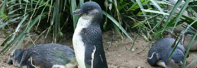 Pinguini decapitati sulle spiagge australiane: le ipotesi dei ricercatori per risolvere il mistero