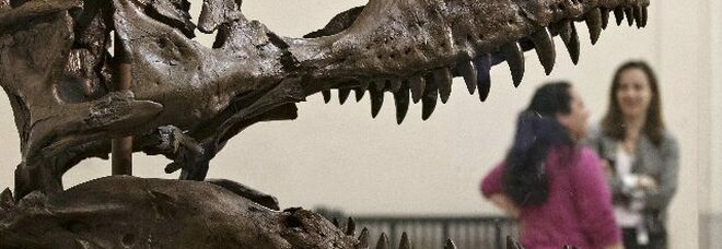 Cina, scoperto un nuovo dinosauro mai catalogato: l'annuncio dei paleontologi