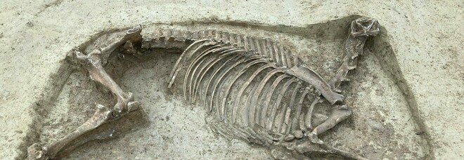 Il mistero del cavallo senza testa scoperto nel cimitero dei Merovingi: «Tomba di cavaliere