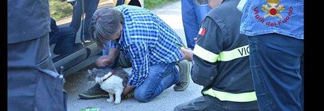 Terremoto, miracolo ad Amatrice: gatto Rocco salvato dopo 32 giorni -Guarda