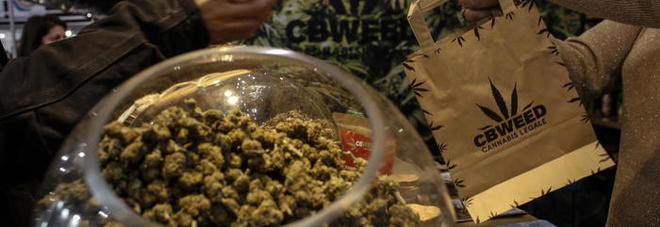 La cannabis a tavola, pubblicato il decreto sui limiti di Thc: arrivano biscotti, taralli e olio