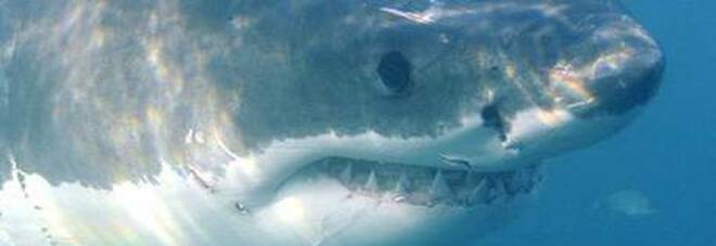 Allarme squali tigre: il riscaldamento globale li avvicina a zone abitate dagli umani
