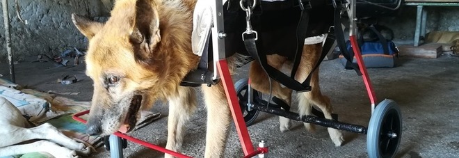 Lazzaro, il cane "risorto" da una morte certa: ora è di nuovo felice VIDEO