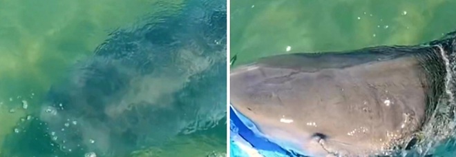 Australia, lo squalo caccia la tartaruga con il surfista nel mezzo: le drammatiche immagini