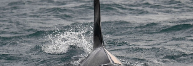 Francia, orca bloccata nella Senna rischia di morire: stimoli sonori dai droni per guidarla verso il mare
