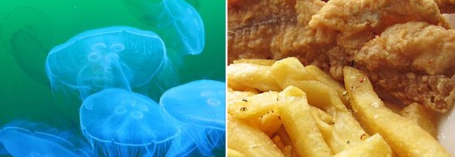 Fish and chips, buono ma non ecosostenibile: nel futuro meduse al posto del merluzzo?