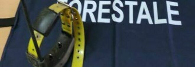 Cacciatore denunciato e collare elettrico sequestrato dai carabinieri forestali