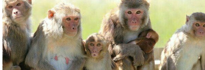 Vaiolo delle scimmie, una coppia positiva a Londra: è il terzo caso in un mese