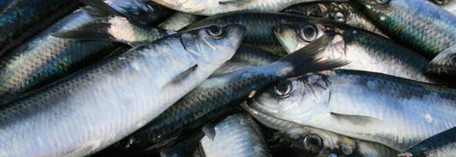 Bolton Food, partnership con Oxfam per una filiera ittica più sostenibile