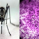 Febbre dengue, due nuovi casi in Italia (più uno sospetto): scatta la disinfestazione. Ecco dove