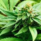 Cannabis light, arriva il «no alla vendita» del Consiglio Superiore di Sanità