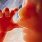 Gravidanza, scoperto l’affascinante modo in cui mamma e feto comunicano per 9 mesi