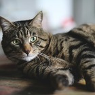 Crema, morto un gatto che era stato disinfettato con la candeggina